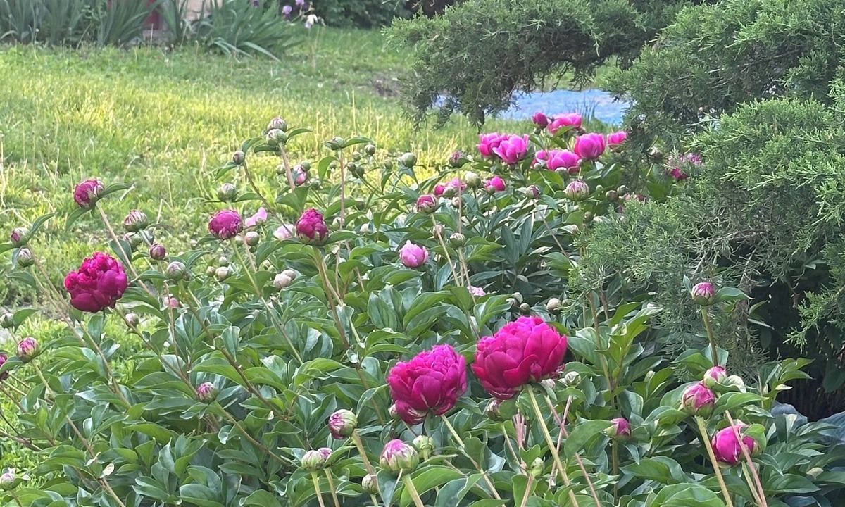 Merriam Cottage | Charming 1-bedroom guesthouse cottage in Merriam, minutes from Kansas City