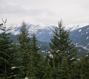 Taluswood 