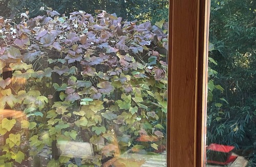 West Vancouver Apartment | Nested in beautiful south facing garden studio available for rent
