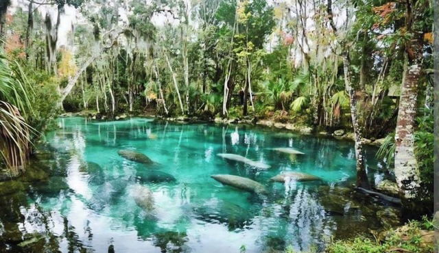 Visit Crystal Rivers Manatees! Sleeps 6, Near Pete's Pier, 3 Sisters & Kings Bay