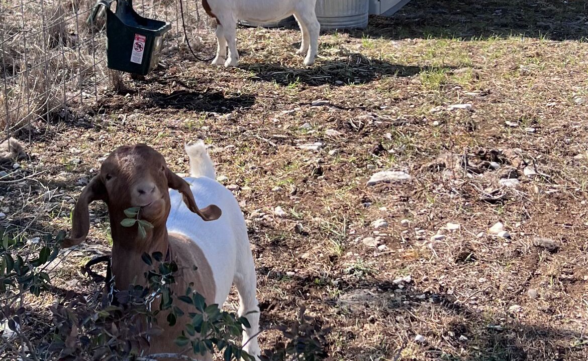 Photo of Others in Kerrville