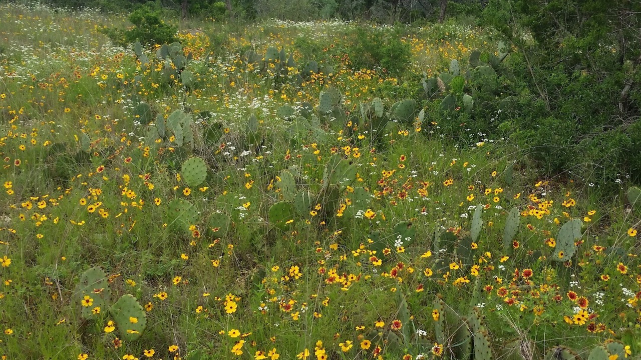 Photo of Outdoor in Kerrville