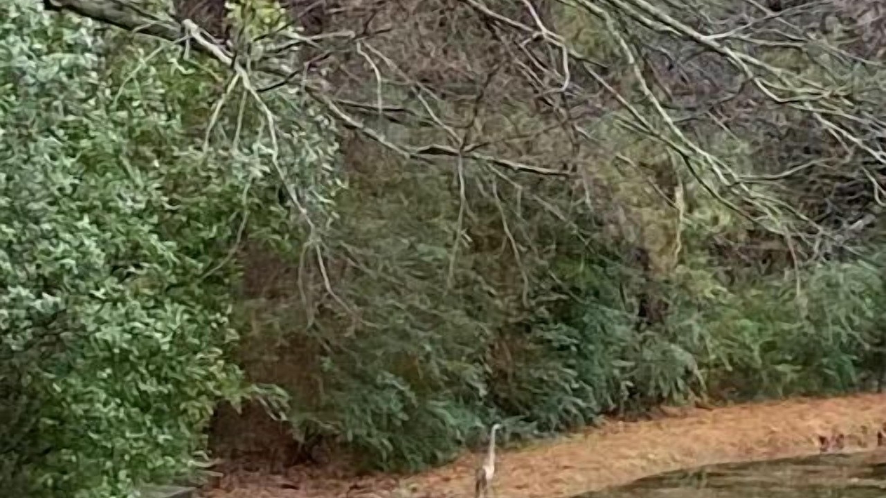 Photo of Others in South Arlington