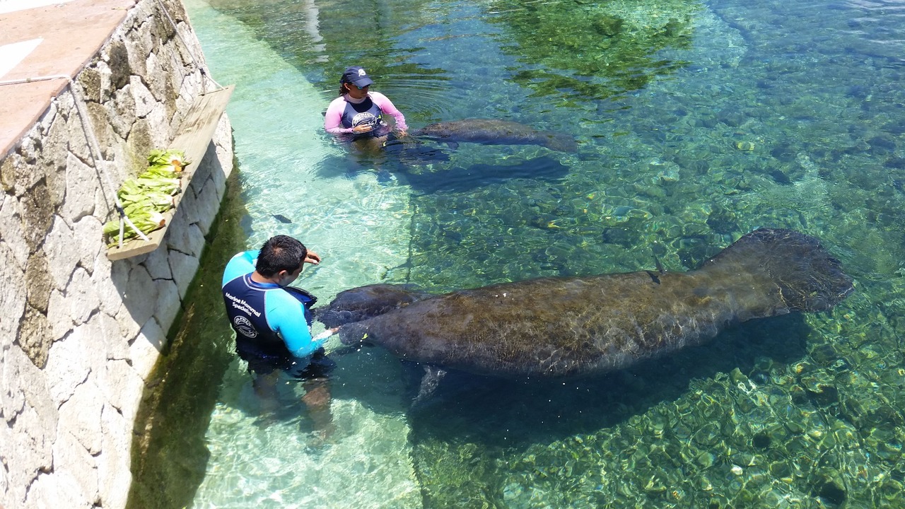Photo of Others in Puerto Aventuras