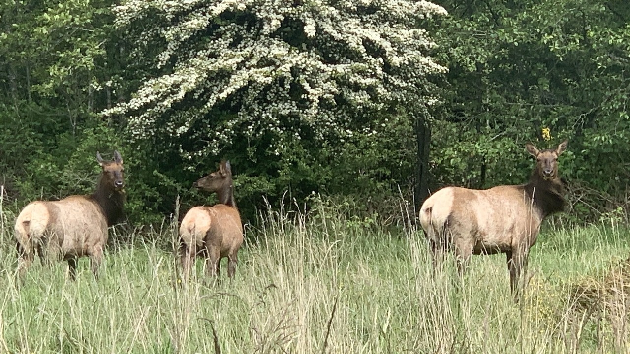 Photo of Others in Sooke