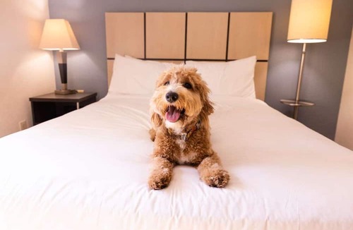 Plano Hotel | Great Pick for Your Next Staycation! Unit with Full Kitchen, Pets are Welcome!